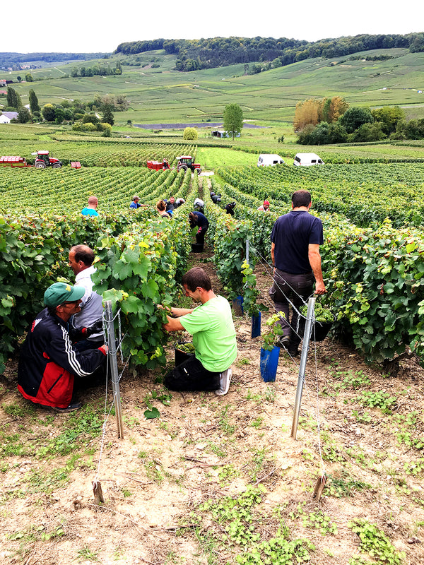 Harvest in Champagne