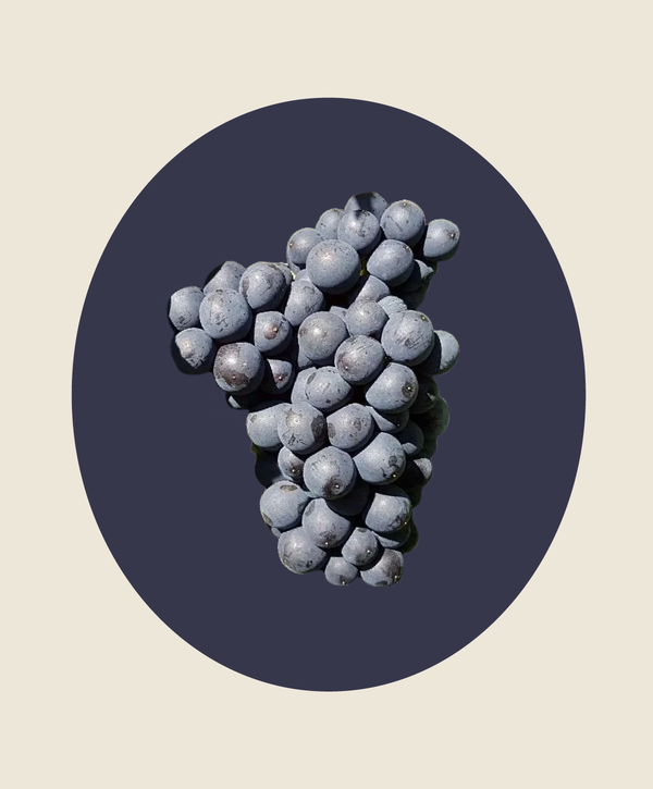 Unpacking Pinot Noir