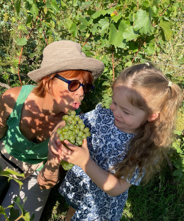 Harvest in Champagne 2023