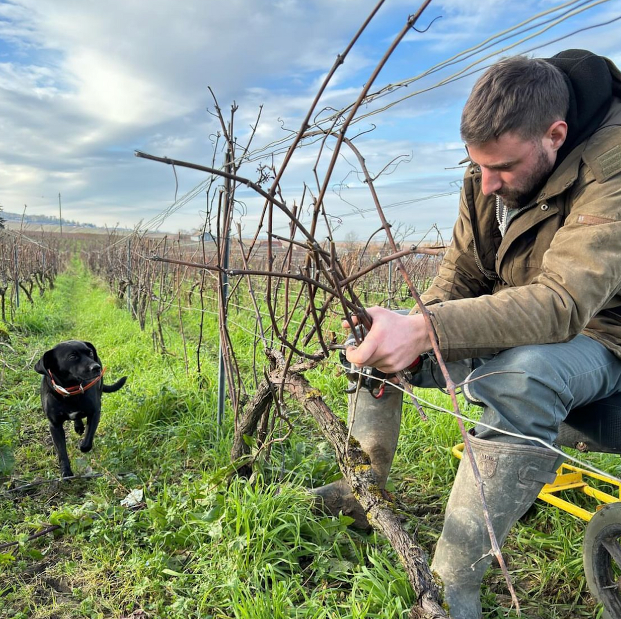 Ludes Chardonnay Premier Cru Brut Nature