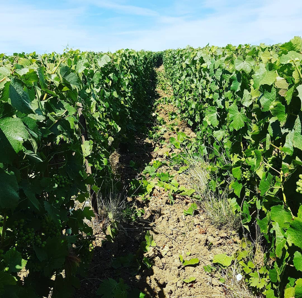Fallait Pas Commencer Blanc de Blancs Premier Cru 2018