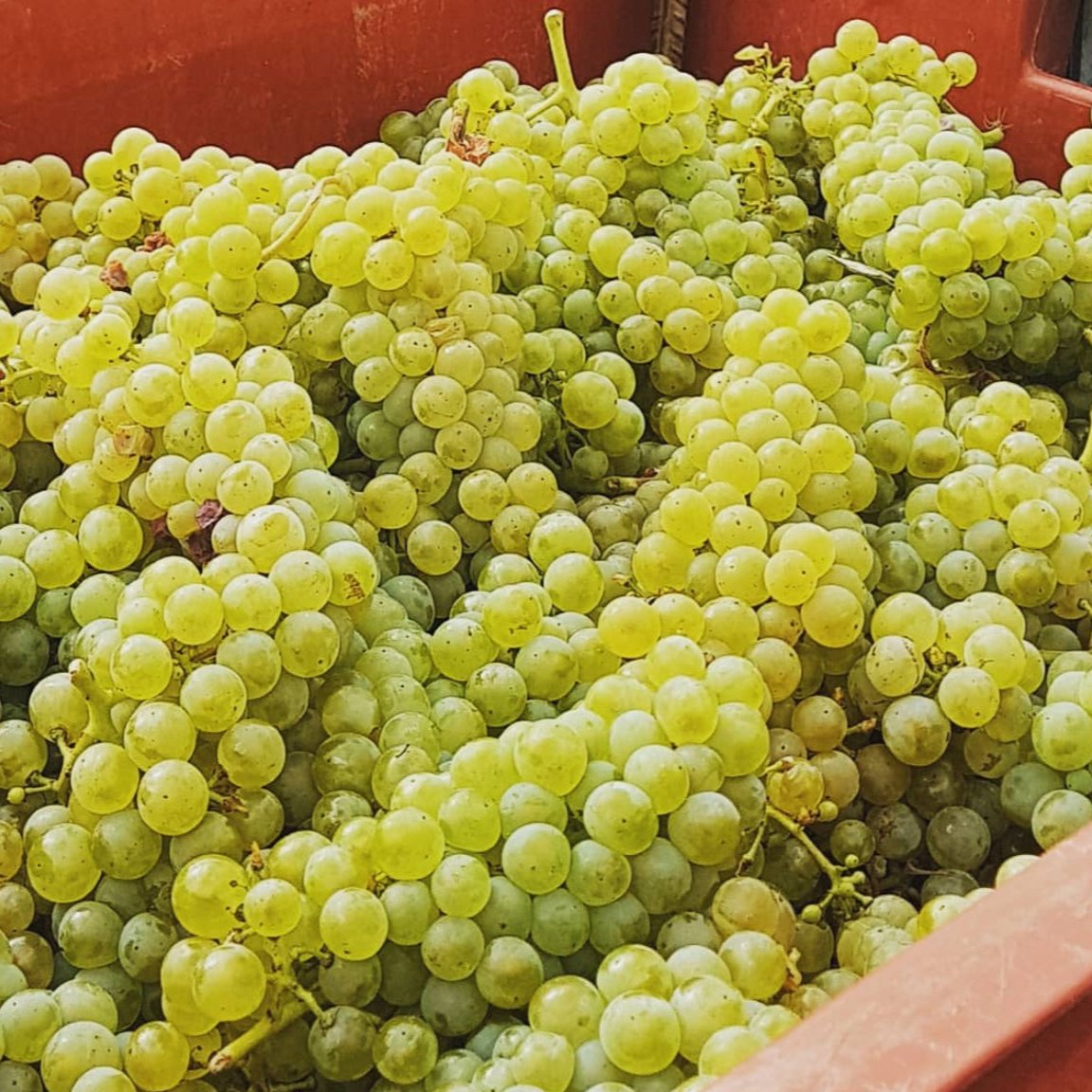 Fallait Pas Commencer Blanc de Blancs Premier Cru 2018