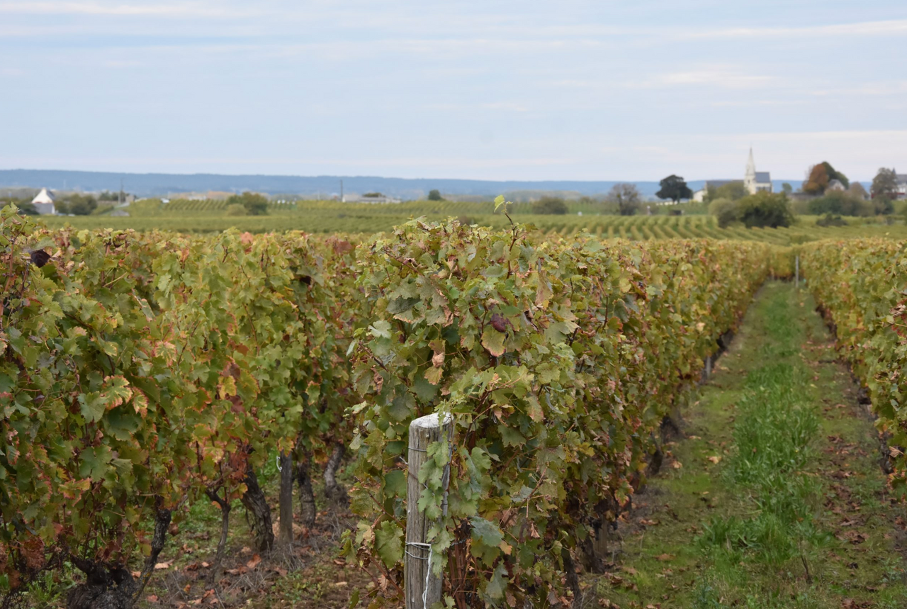 Saumur Blanc 2023