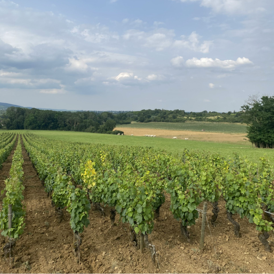 Bourgogne Blancs Gone Rogue (3 bottles)