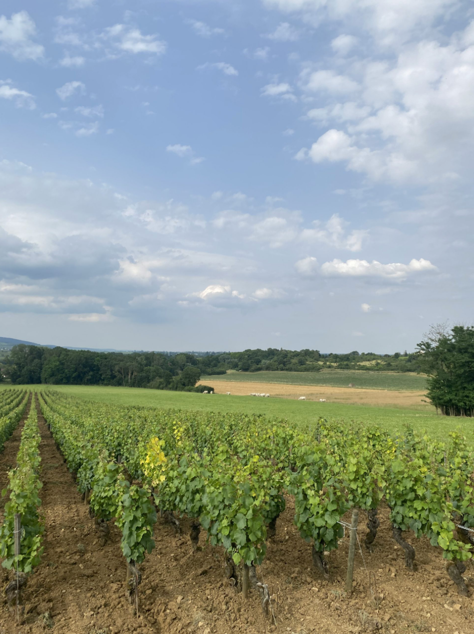 Les Vignes Blanches 2022