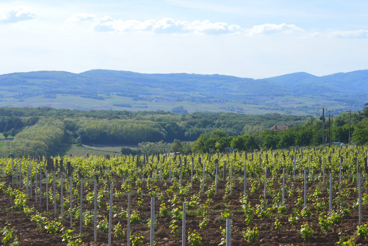 Terroir de Lachassagne Beaujolais Blanc 2022