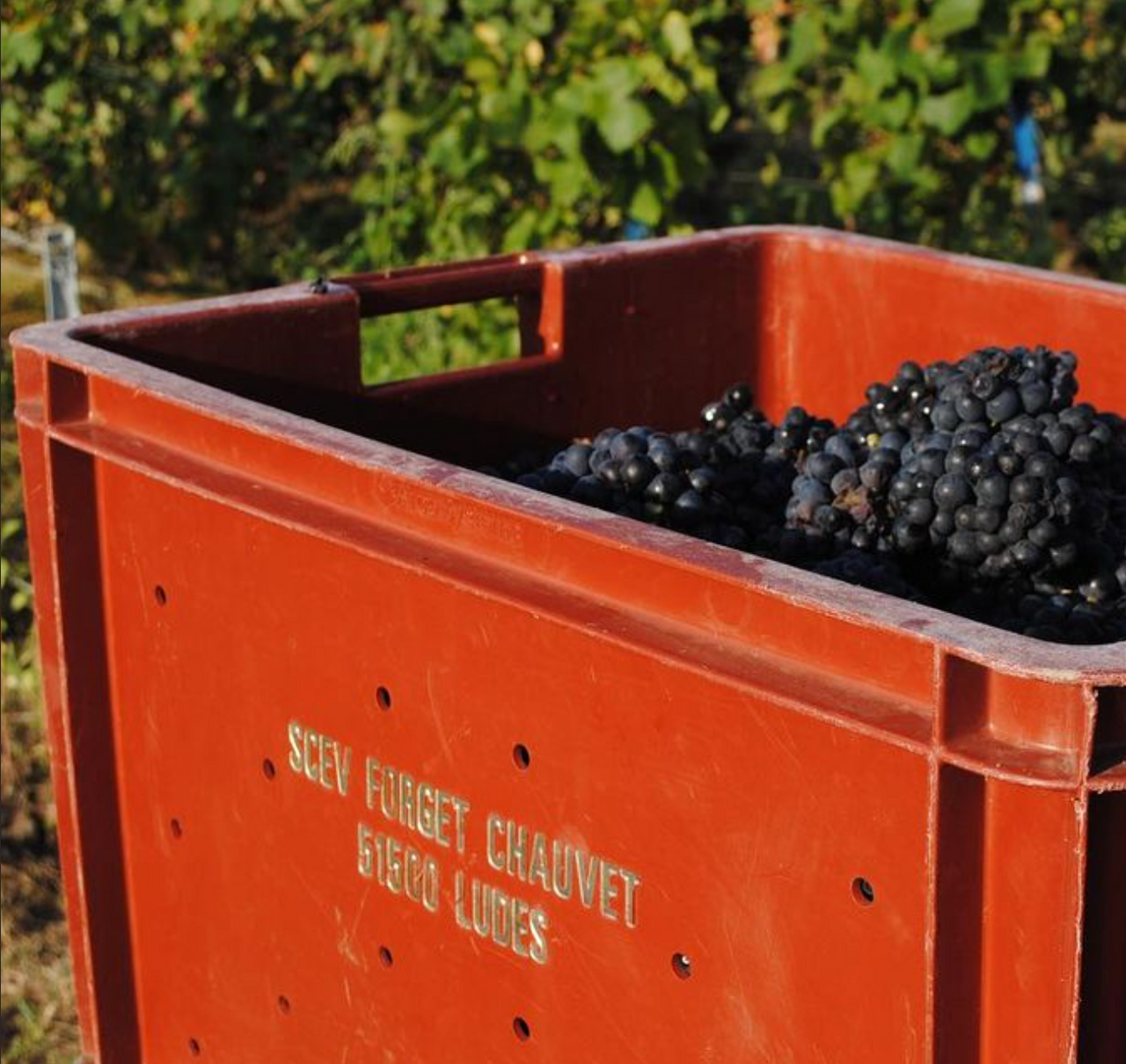 Le Flacon Céleste Blanc de Noirs Premier Cru Brut