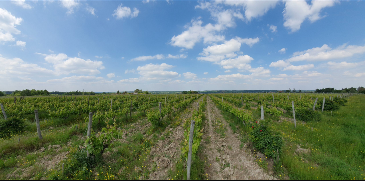 Touraine Azay le Rideau Clos des Brancs 2023