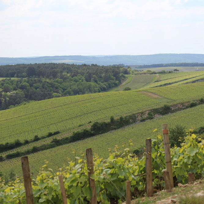 Martin Fontaine Blanc de Blancs Brut Nature 2019