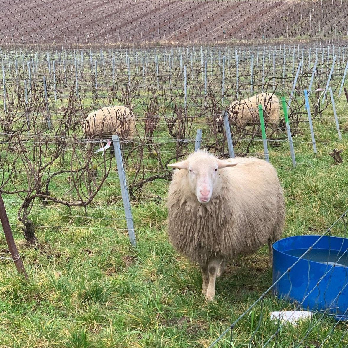 Fallait Pas Commencer Blanc de Blancs Premier Cru 2018