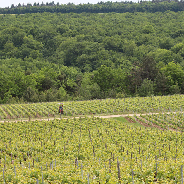Fosse Grely Brut Nature 2020