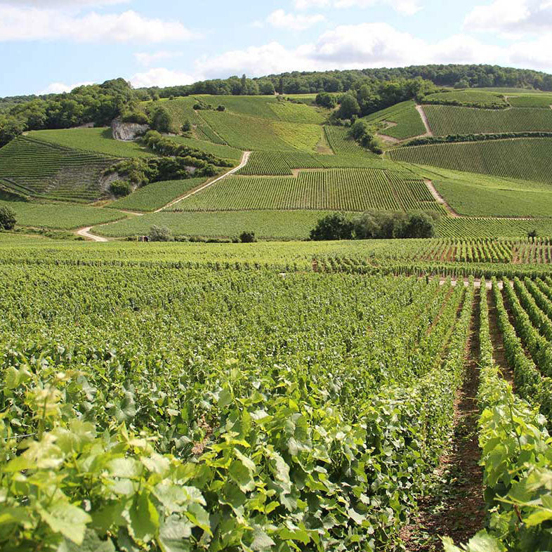 Rosé Premier Cru Brut