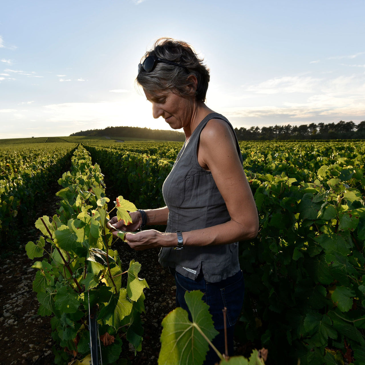 Rosé de Saignée Brut Nature