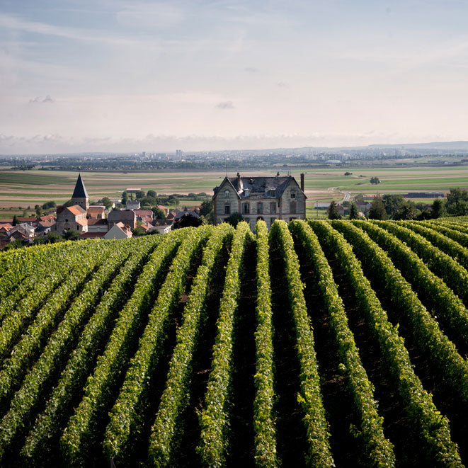 Les Grains Blancs Blanc de Blancs Premier Cru Brut Nature