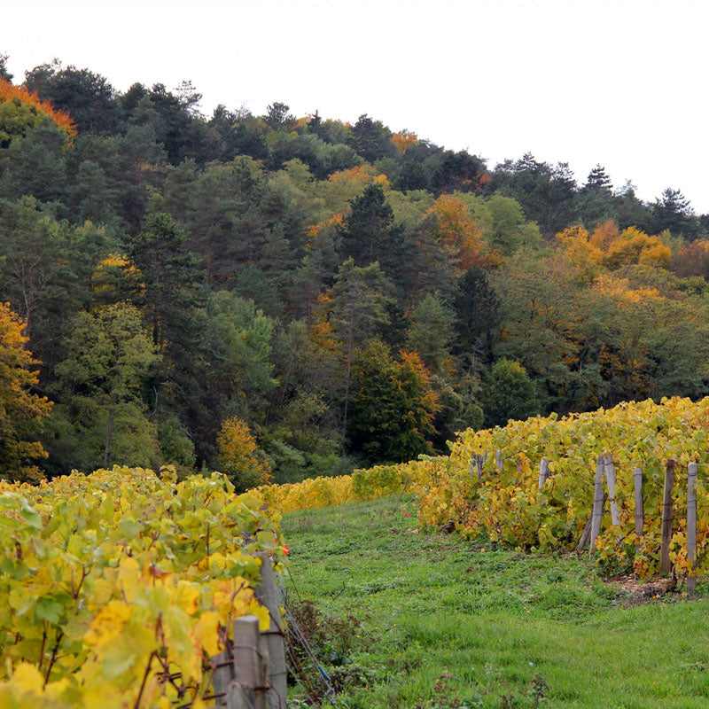 Champs Rayés Blanc de Blancs Brut Nature 2018