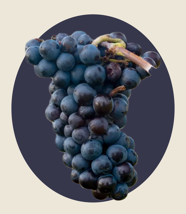 Pinot Meunier Exposé