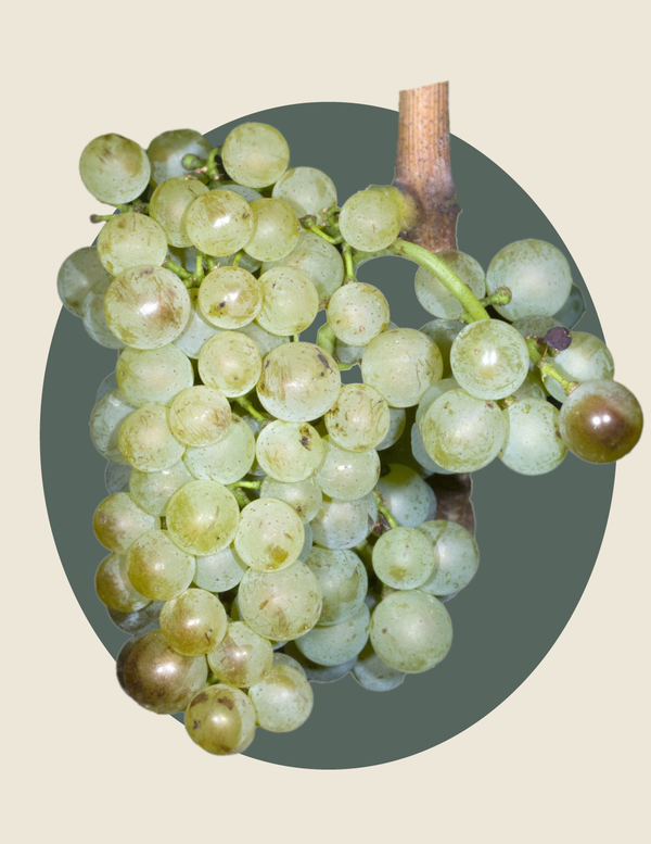 Pinot Blanc and the “Forgotten” Grapes of Champagne