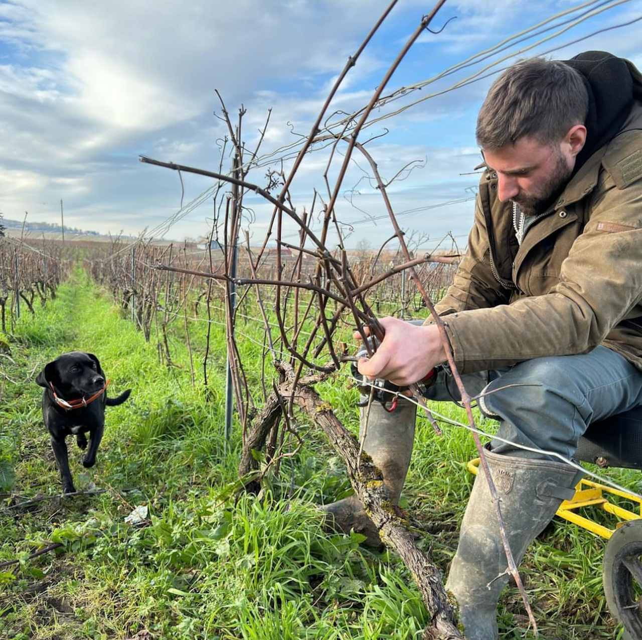 Sélection Premier Cru Brut