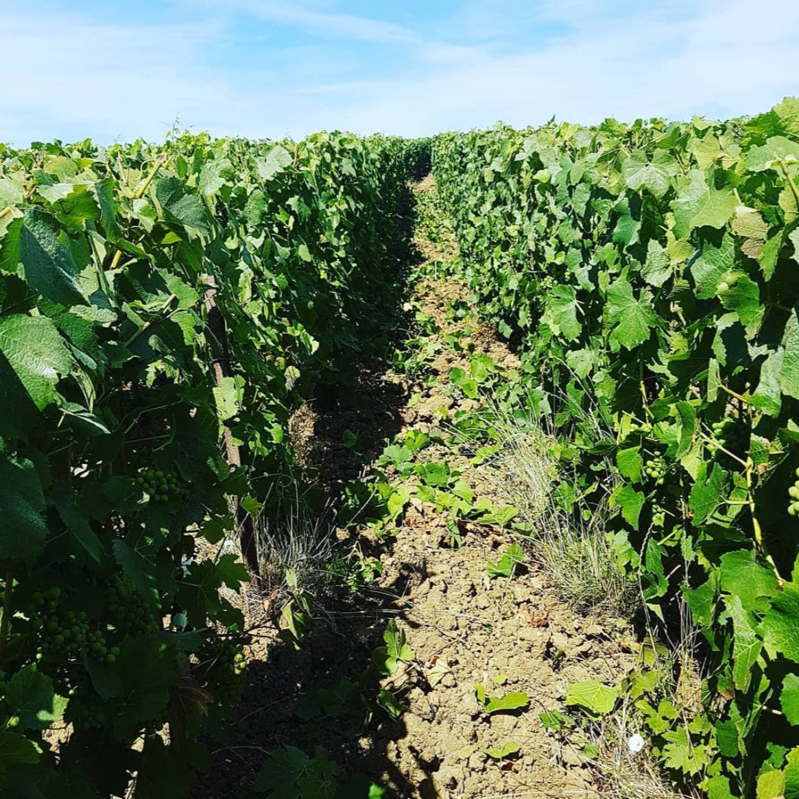 Les Sentiers Rosé Premier Cru 2017