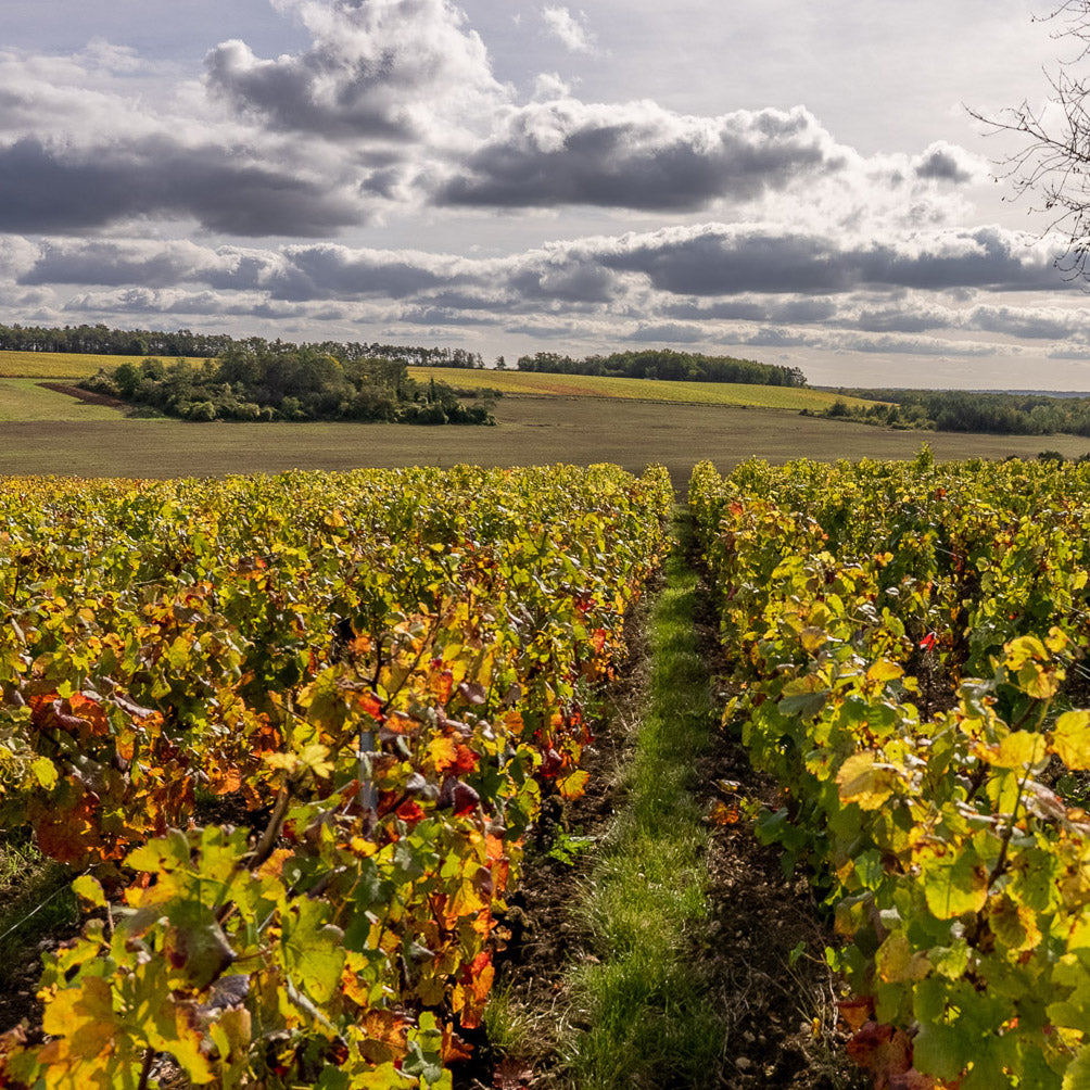 Cépages Blancs Brut Nature 2012