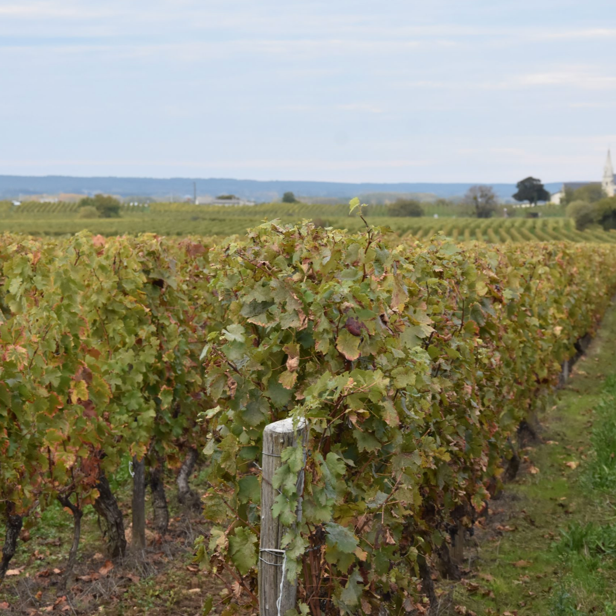 Chenin Blanc Rocks (3 bottles)