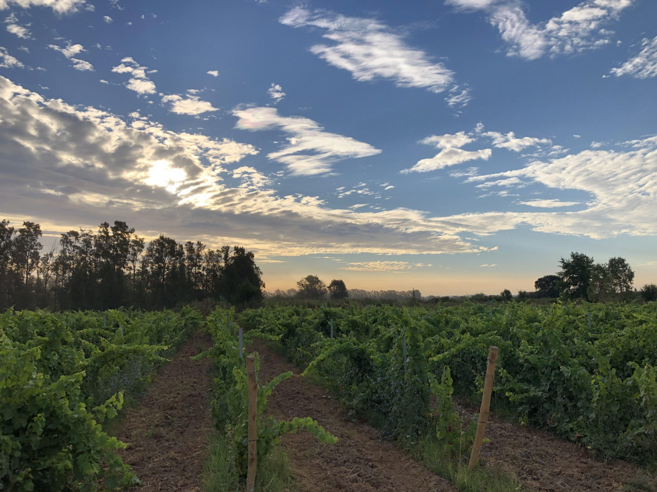 Patrimonio Blanc A Mandria