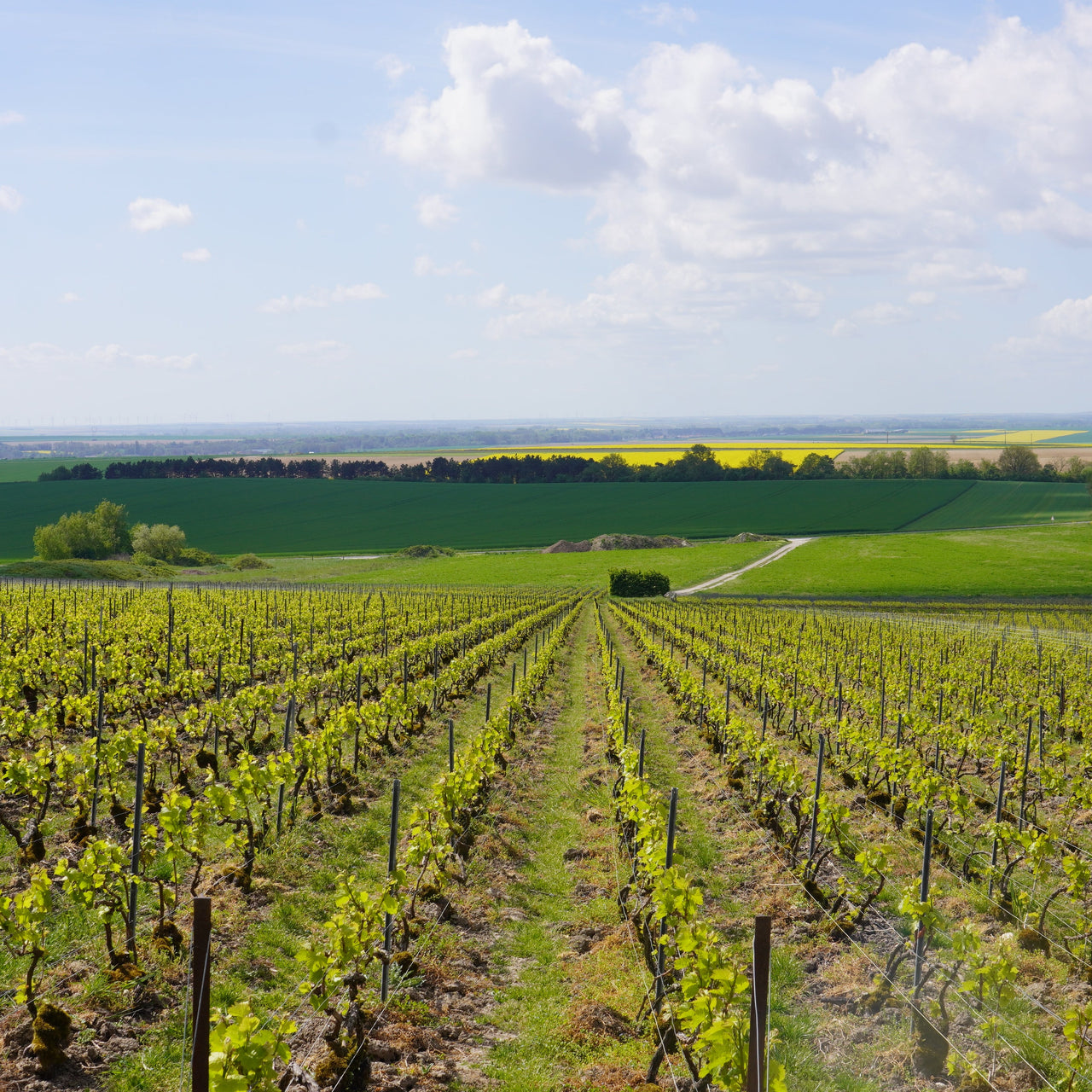 Spotlight on Rochet-Bocart Package (3 bottles)