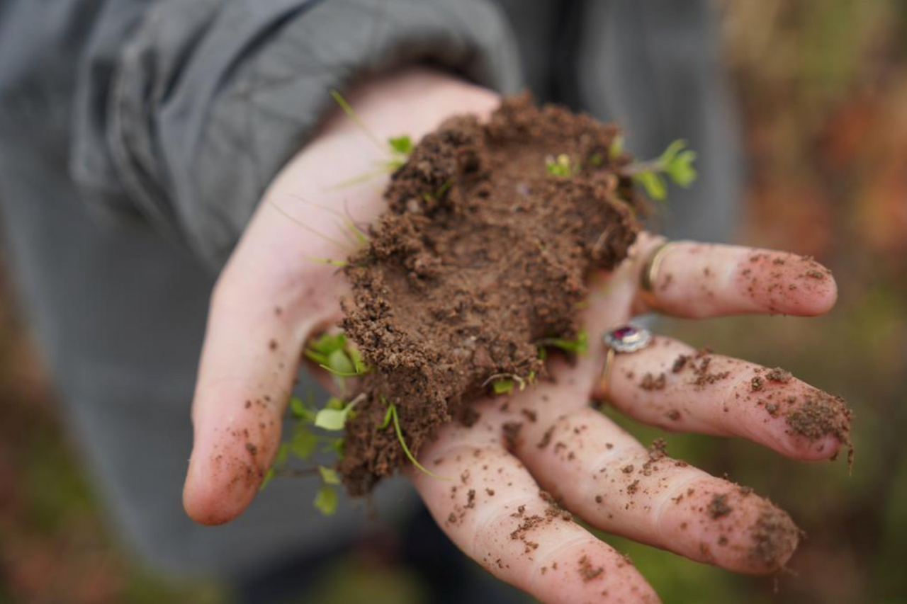 Moulin-à-Vent Les Thorins 2023