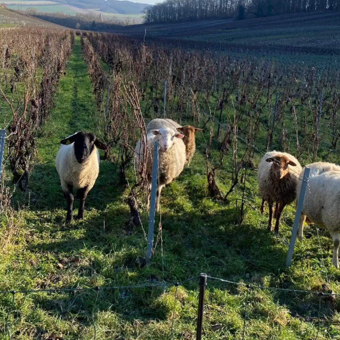 C'est Comme Ça Premier Cru 2016